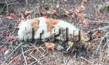 Откриване и премахване на умрели животни в Лом