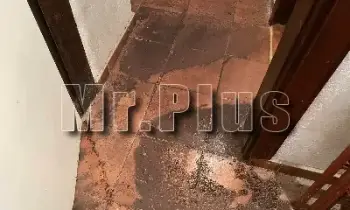 Почистване на мухъл и плесен в жилище в Лом