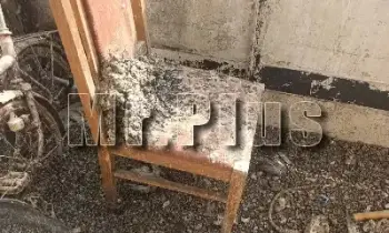 Почистване след гълъби и дезинфекция в Харманли
