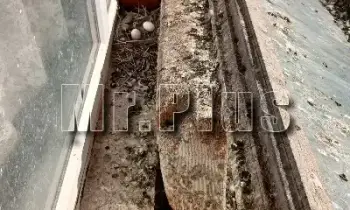 Почистване след гълъби и дезинфекция в Русе