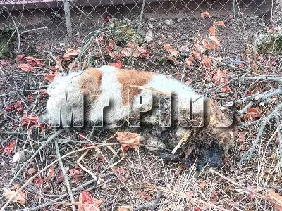 Откриване и премахване на умрели животни във Враца