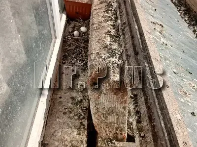 Почистване след гълъби и дезинфекция в Асеновград